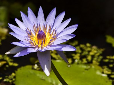 Lavender Waterlily