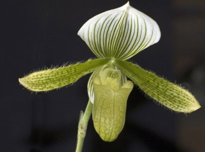 Orchid - Paphiopedilum Hybrid