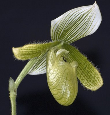 Orchid - Paphiopedilum Hybrid - Side View