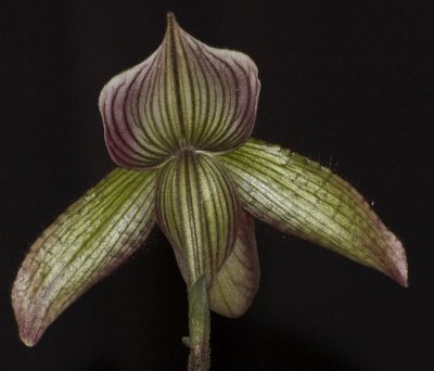 Orchid - Paphiopedilum Hybrid - Back