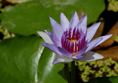 Waterlily - Dauben