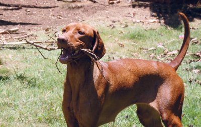 Dancing With Sticks