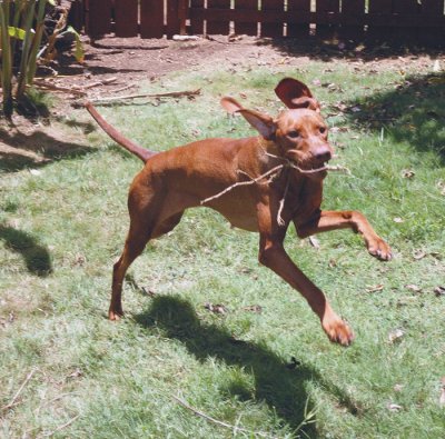 Lindy Hop