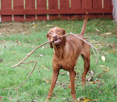 Dancing With Sticks