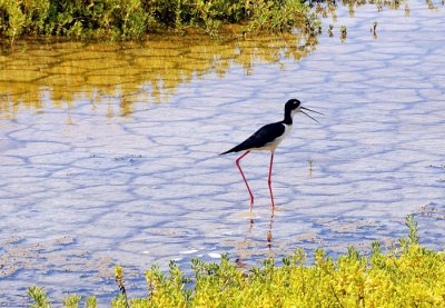 The Native Hawaiian Stilt