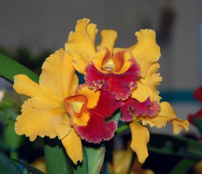 Cattelya Orchids