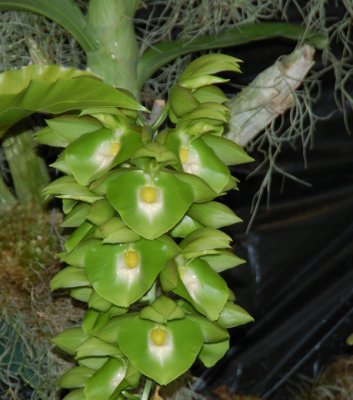 Catasetum pileatum - Green Gold