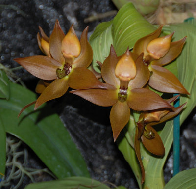 Cycnoches cooperii