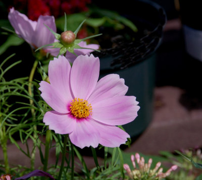 Cosmos
