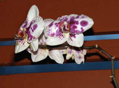 Phalenopsis Orchid