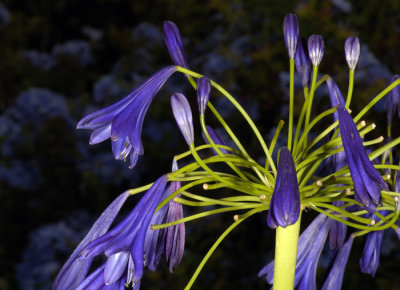 Agapanthus by Moonlight