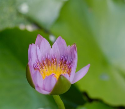 New Pink Waterlily