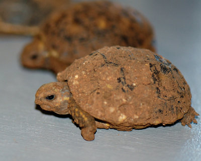 Redfoot Tortoise Hatchling