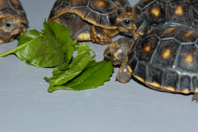 Redfoot Tortoise Babies - Week 1