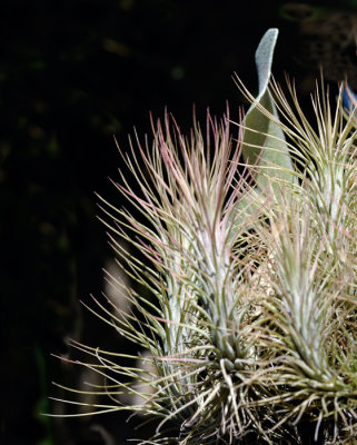 Tillandsia