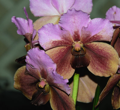 Vanda Orchid