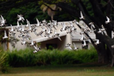 Fright Flight  - Kualoa Beach Park, O'ahu