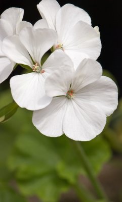 Geranium White