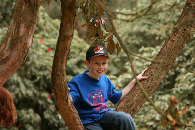 Tree climbing at Windsor great park