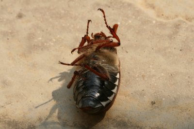 A big bug on our door step