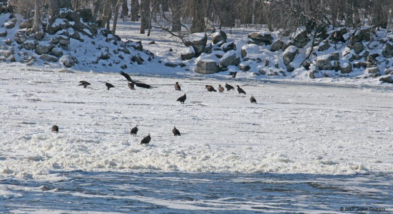 Bald Eagles on Ice (14351)