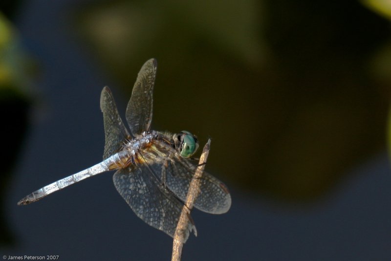 Dragon Fly (20244)