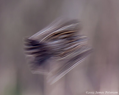 Female Redwinged Blackbird (24910)