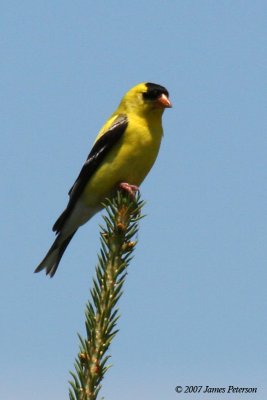 IMG_19486 Goldfinch.jpg