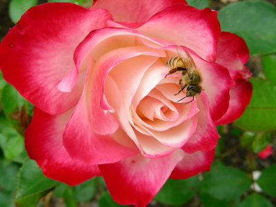 Bee_a_Rose