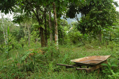 wheelbarrow_Jungle_Palawan Philippines.jpg
