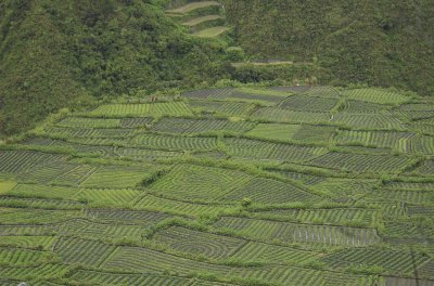 Crop_circles_Mountain_Province_Philippines.jpg
