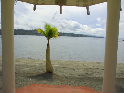 small_palm Davao Philippines.jpg