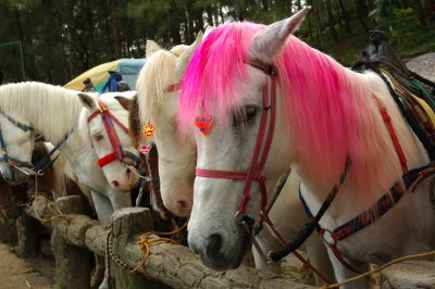 pinky_my horse_.jpg