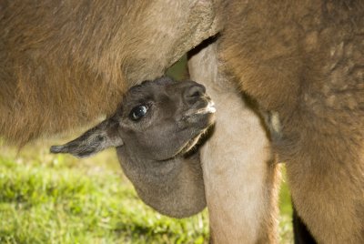 baby llama and milk.