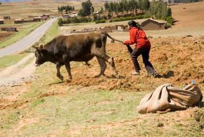 the cow that ate her lunch