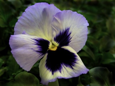 pansy shows natural colors.jpg