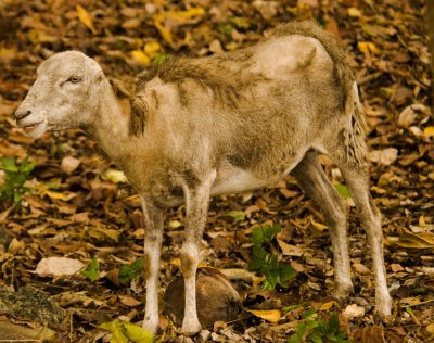 old lamb samal island_.jpg