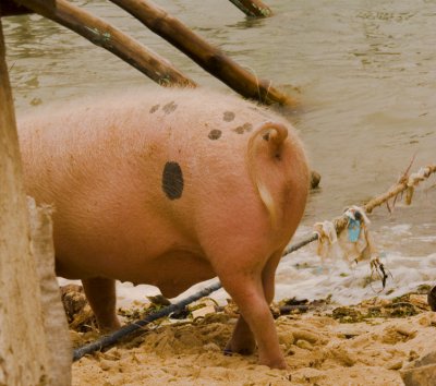 baboy living on the beach_.jpg
