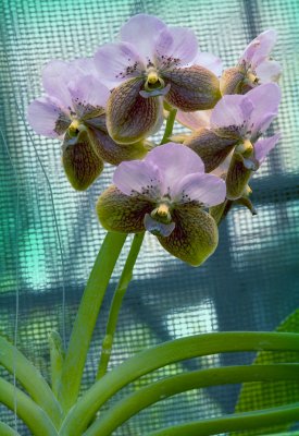waling-waling-queen of the orchids_.jpg