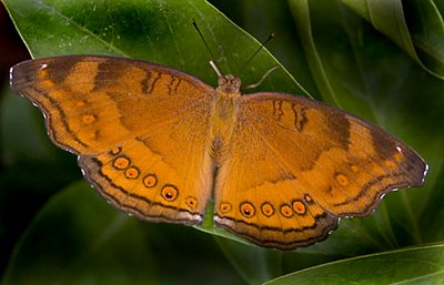 butterfly_.jpg