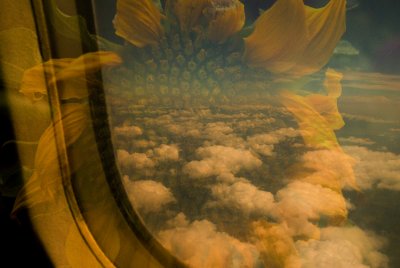 sunflower swallows window plane