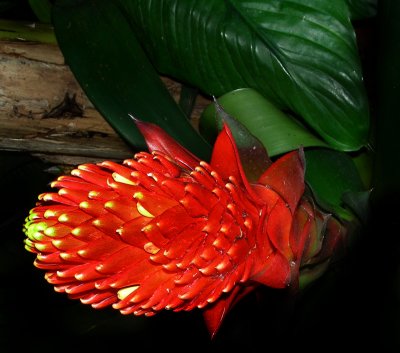bromeliad