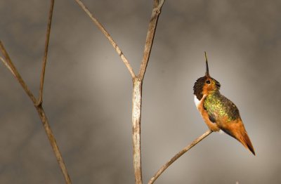 hummingbird heads up