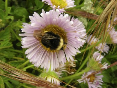 black furry bee in pink daisy