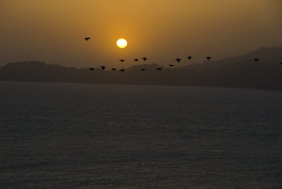 sunset with flying pelicans.