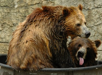 2 bears in a 150 gallon tub