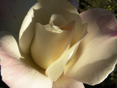 yur beautiful rose