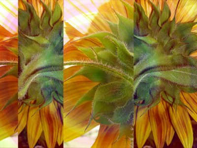 baliktad(the other way around)sunflower