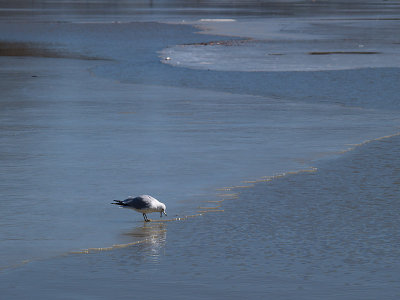 P2243832sm.jpg