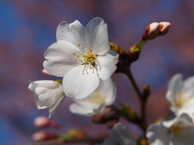 cherry_blossoms_2006